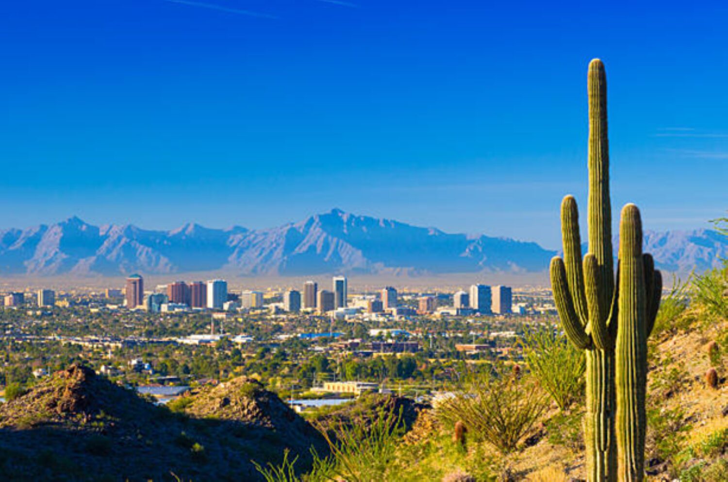 Phoenix_cactus Phoenix, AZ Scenic View of the City